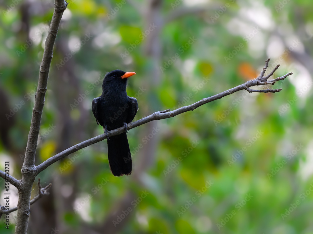 Black-fronted Nunbird perched on tree branch against green leaves Black-fronted Nunbird perched on tree branch against green leaves