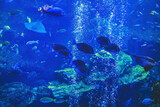 underwater view Kyoto aquarium, Kyoto, Japan