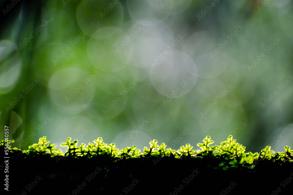 Φωτογραφία pequeñas hojas hierbas y musgos en primer plano con fondo del bosque desenfocado