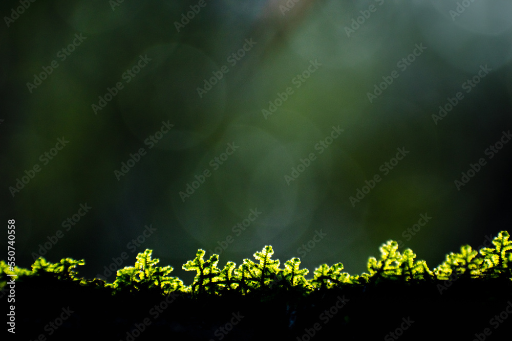 Φωτογραφία pequeñas hojas hierbas y musgos en primer plano con fondo del bosque desenfocado