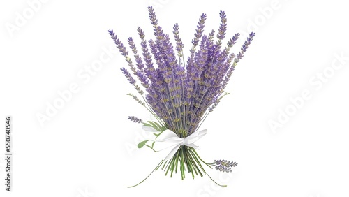 lavender isolated on white