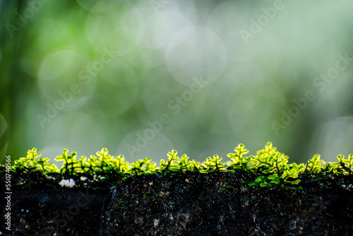 pequeñas hojas hierbas y musgos en primer plano con fondo del bosque desenfocado con luz del sol iluminando