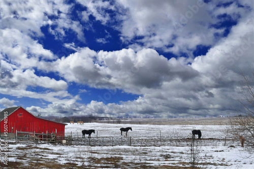 black horses in winter pasture