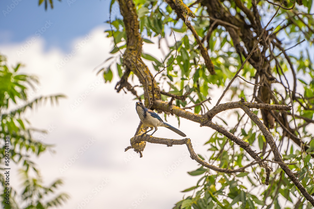 Western Scrub Jay (Aphelocoma Californica) sits on a branch. Western Scrub Jay (Aphelocoma Californica) sits on a branch.