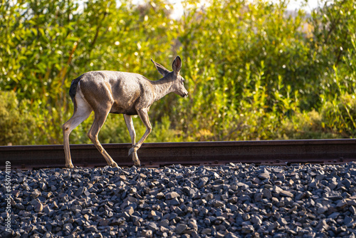 Fototapeta Naklejka Na Ścianę i Meble -  Califormia Mule Deer (Odocoileus hemionus californicus) is crossing the railroad. 