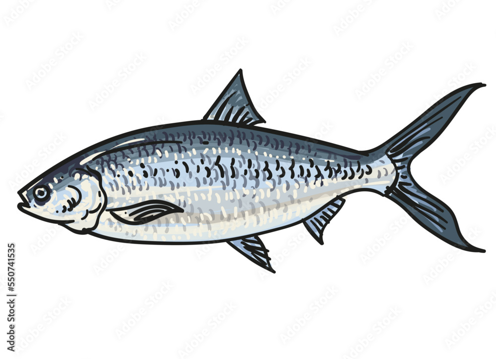 Obraz premium hand draw fish collection background element set vector illustration clip art