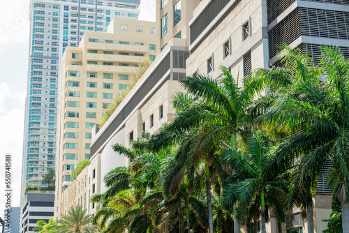 Rows of modern multi-storey buildings with palm trees at the front in Miami, Florida © Jason