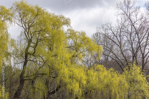 Beautiful Weeping Willow Tree in the spring ottawa