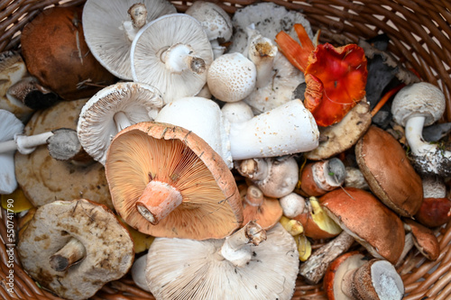 Basket full of raw mushrooms picked in nature. Fresh raw mushroom. Boletus, champignon, parasol.