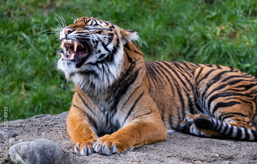 Tiger growls while laying down on a rock