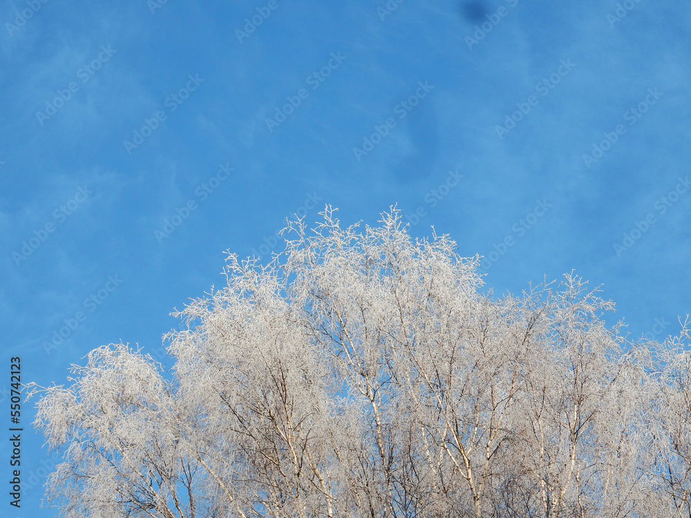 winter snow covered trees against the blue sky, copy space winter snow covered trees against the blue sky, copy space