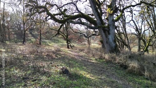 Trail in the woods