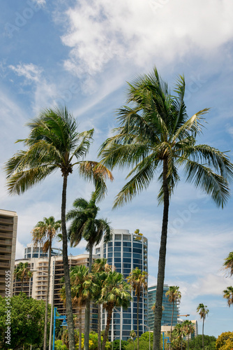 Palm trees outdoors with condominiums at the background in Miami, Florida