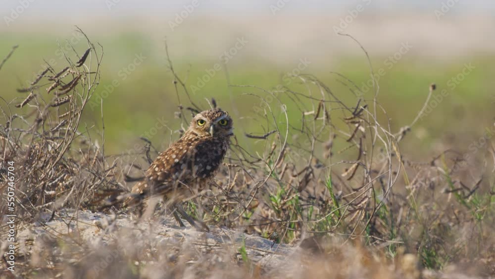 Low angle profile shot of alert Burrowing Owl looking around outside its burrow Low angle profile shot of alert Burrowing Owl looking around outside its burrow