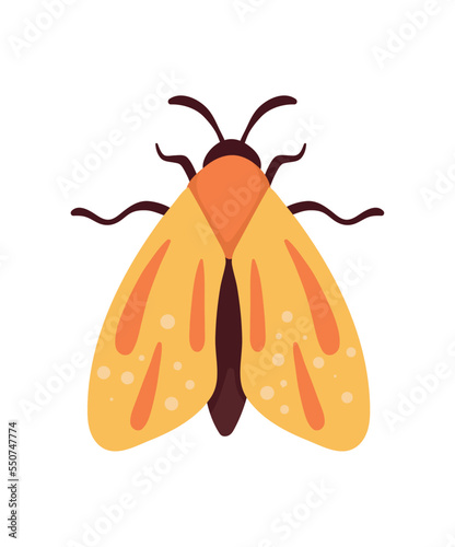 yellow moth insect animal
