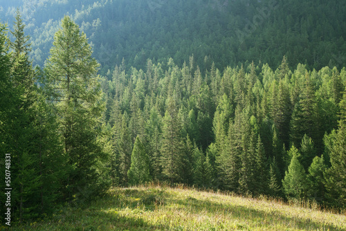 Fototapeta Naklejka Na Ścianę i Meble -  Forest edge on a summer morning, greenery of trees and grass