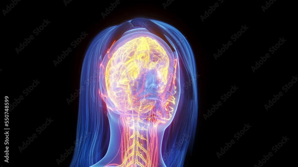 3d rendered medical animation of the nerves all over a woman's body 3d rendered medical animation of the nerves all over a woman's body