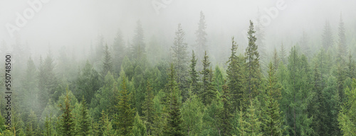 Mountain taiga in the morning fog, wild coniferous forest, panoramic view