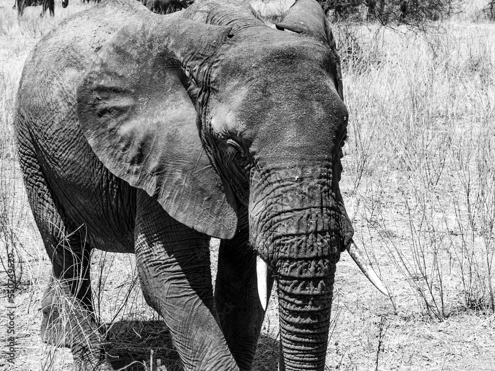 Black and White Elephant in Tanzania
