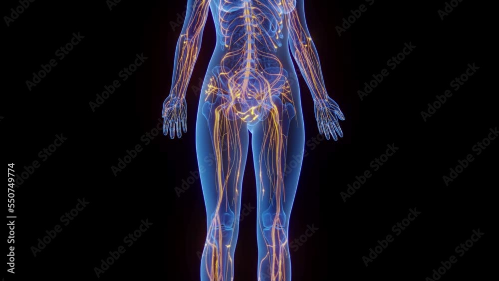 3d rendered medical animation of the nerves all over a woman's body