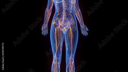 3d rendered medical animation of the nerves all over a woman's body
