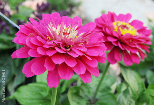 Colorful zinnia flowers in the garden