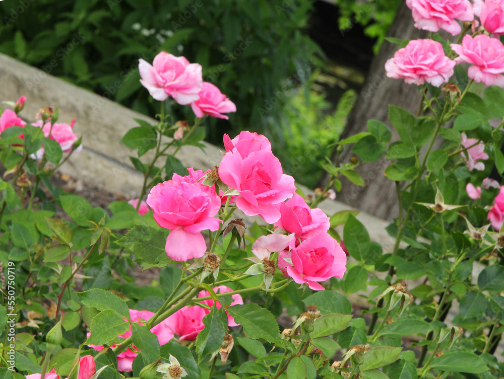 Bunch of rosy roses isolated in the garden