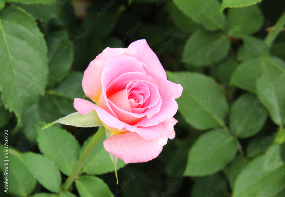 Bunch of rosy roses isolated in the garden Bunch of rosy roses isolated in the garden