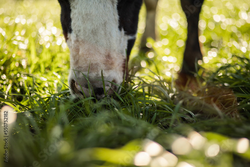 Cow eating lush grash photo