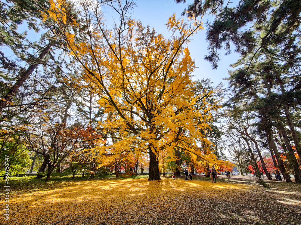 秋の葉が黄色になった銀杏の木と落ち葉の絨毯