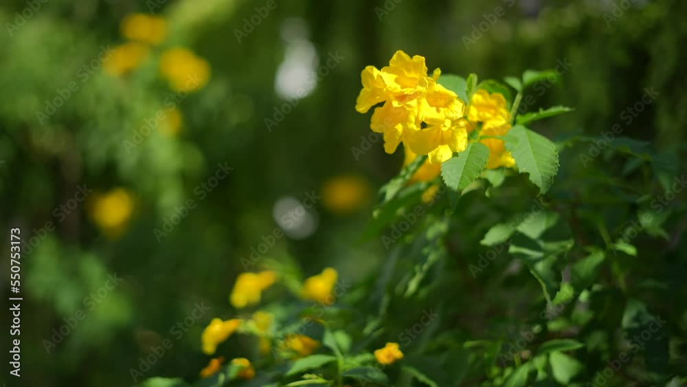 Slow motion video Beautiful Yellow elder (Trumpetbush,Trumpetflower) blooming on Summer day Slow motion video Beautiful Yellow elder (Trumpetbush,Trumpetflower) blooming on Summer day