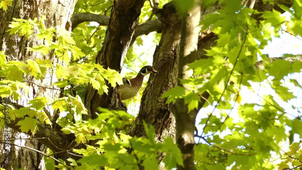 A colourful American wood duck perches on branches of a tree using A colourful American wood duck perches on branches of a tree using