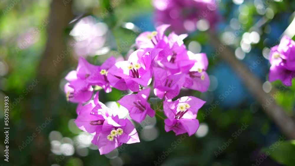 Pink purple bougainvillea with wind blows Pink purple bougainvillea with wind blows