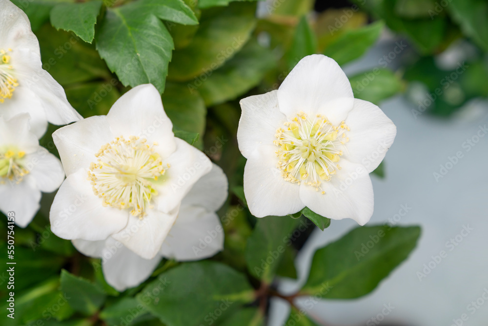 Beautiful delicate white hellebore blooms Beautiful delicate white hellebore blooms