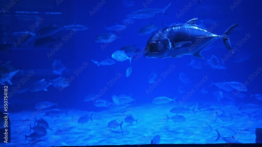 Group of fish swimming among a giant tank in an aquarium.