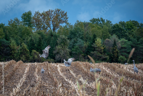 Sandhill cranes in a field in the fall in Wisconsin photo