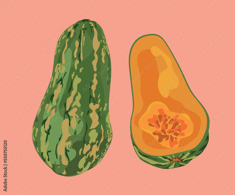 peruvian cushi squash vector illustration
