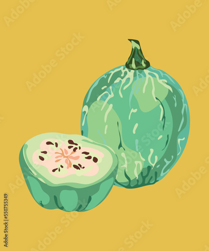 peruvian black seed squash vector illustration