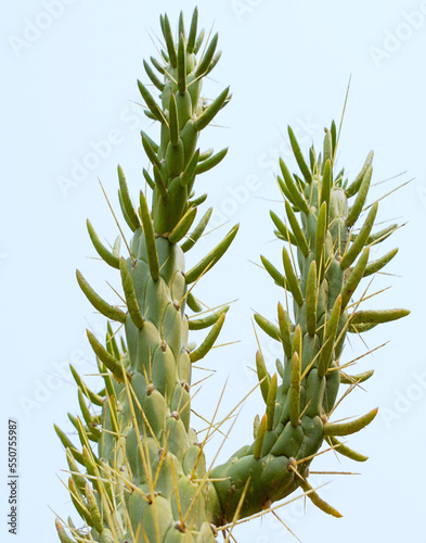 Valokuva Cactus on a white background in semi arid climate of the subsaharan Africa