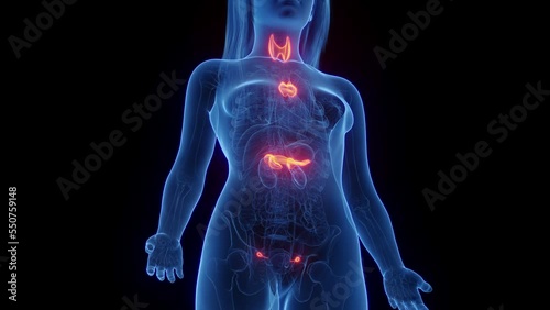 3d rendered medical animation of a woman's endocrine organs
