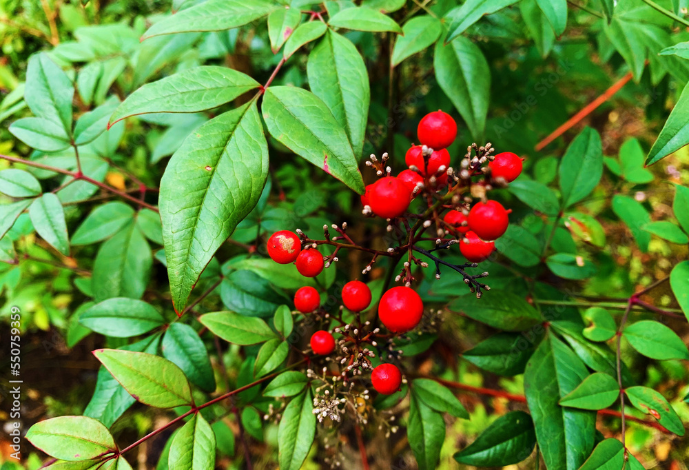 Obraz premium ナンテンの赤い実