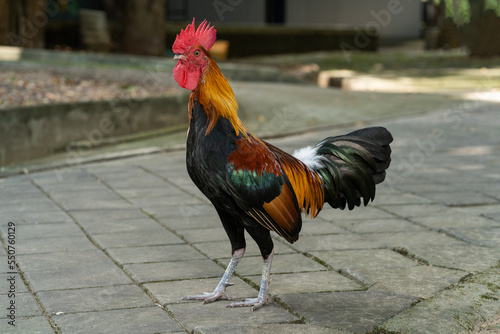 Gamecock rooster © littlestocker