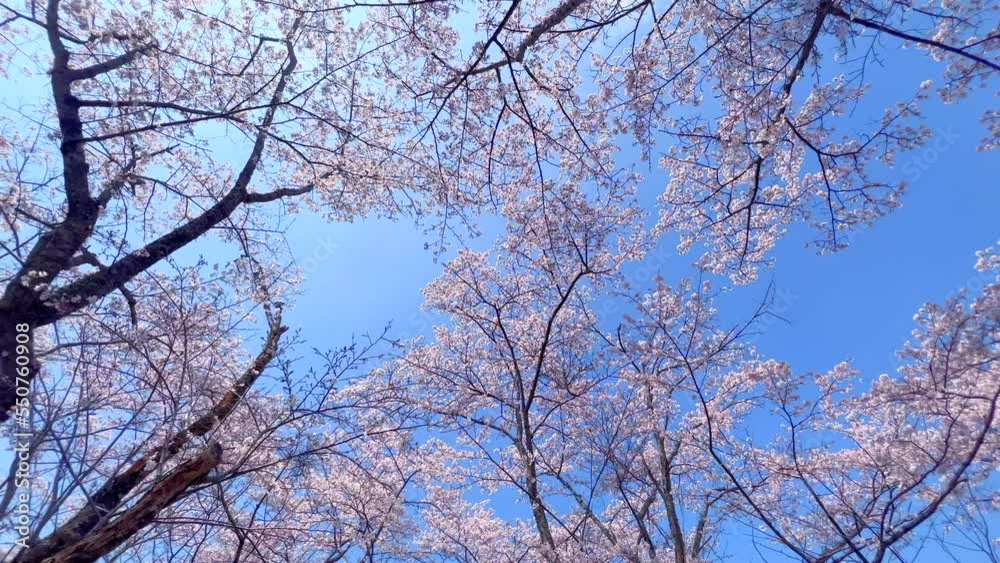 桜 さくら サクラ Sakura 桜 さくら サクラ Sakura