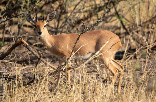 A small steenbok browses in a thicket on the African savannah photo