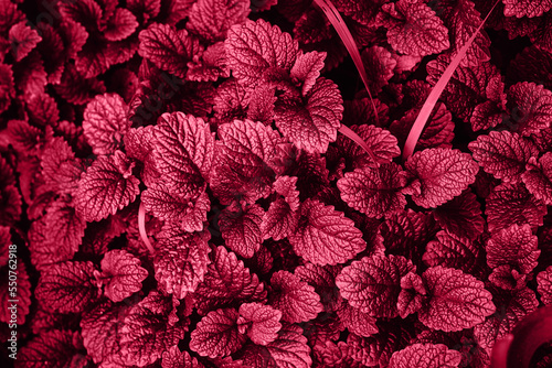 Mint Plant Grow Background. Color of the Year 2023 Viva Magenta photo