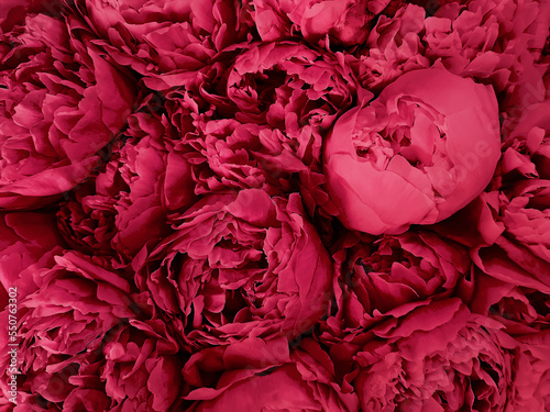 Beautiful big bouquet of bright magenta peonies close-up © Diana Vyshniakova