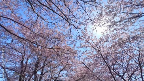 桜　さくら　サクラ　Sakura