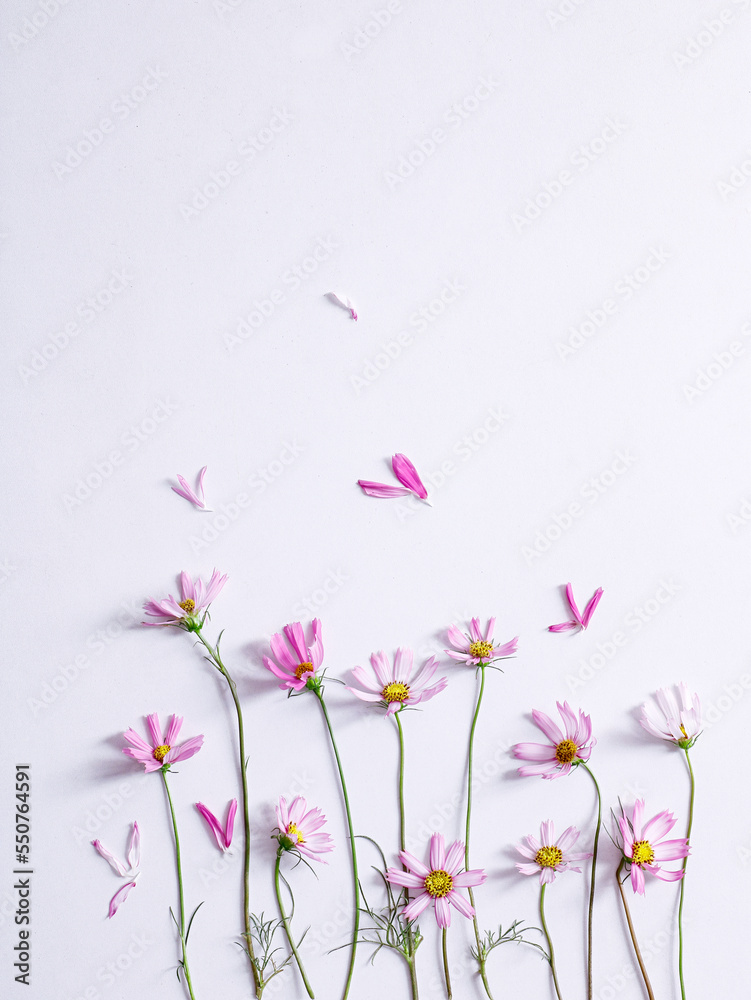 galsang flower on the white background