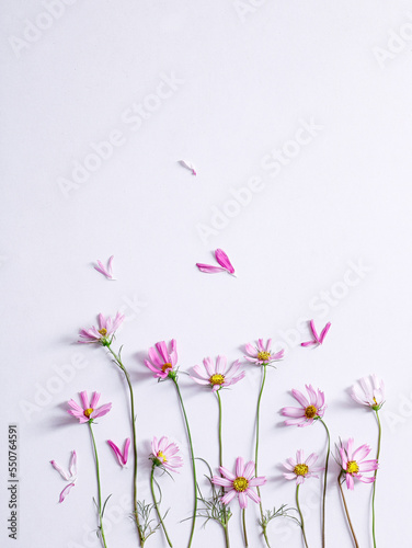 Fototapeta Naklejka Na Ścianę i Meble -  galsang flower on the white background