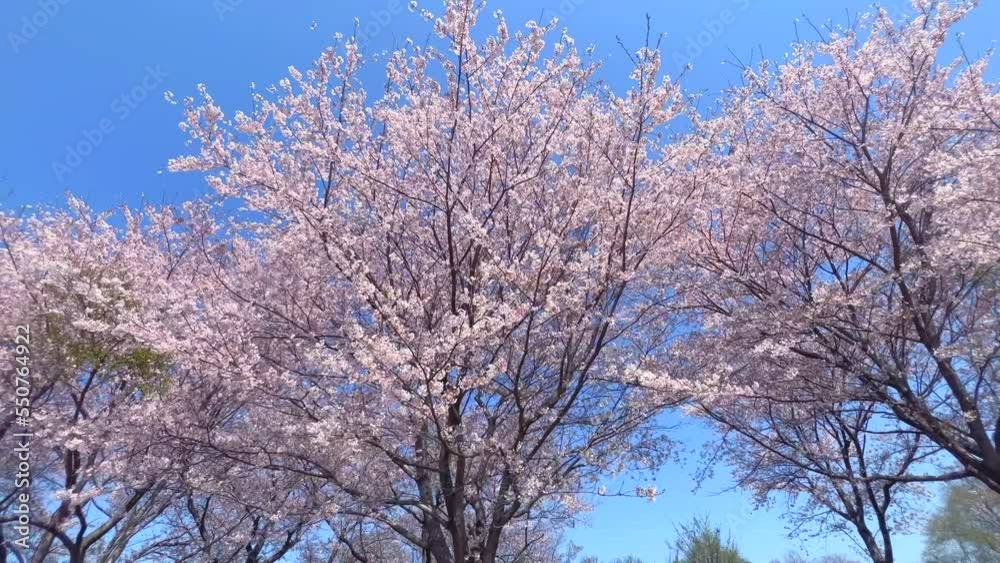 桜　さくら　サクラ　Sakura